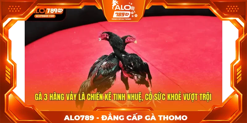 Gà 3 hàng vảy là chiến kê tinh nhuệ, có sức khoẻ vượt trội