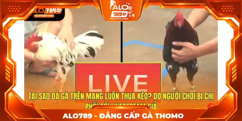 Tại sao đá gà trên mạng luôn thua kèo? Do người chơi bị chi phối bởi livestream giả Tại sao đá gà trên mạng luôn thua kèo? Do người chơi bị chi phối bởi livestream giả